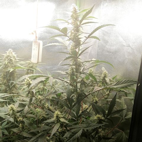 Edith growlog timeline photo