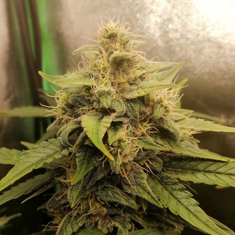 Justine growlog timeline photo