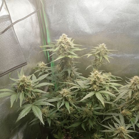 Justine growlog timeline photo