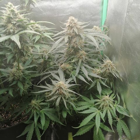 Ankhiale growlog timeline photo