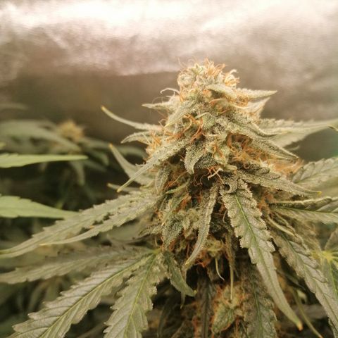 Ankhiale growlog timeline photo