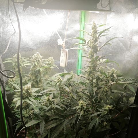 Edith growlog timeline photo