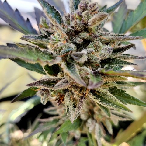 Sagata growlog timeline photo