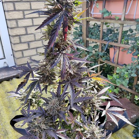 Sagata growlog timeline photo