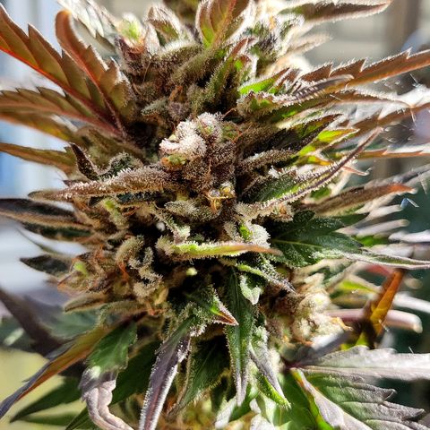 Sagata growlog timeline photo