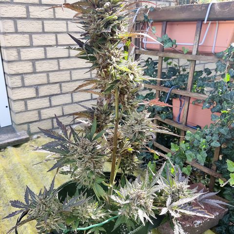 Sagata growlog timeline photo