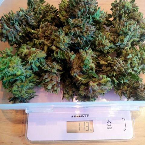 Sagata growlog timeline photo