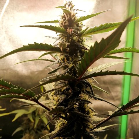 Edith growlog timeline photo