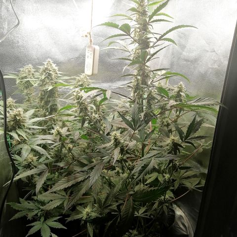 Edith growlog timeline photo