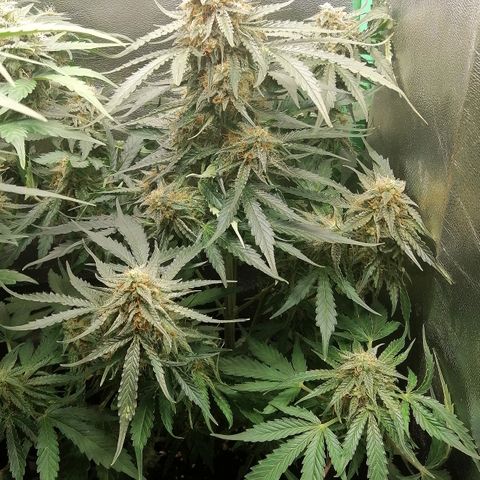 Ankhiale growlog timeline photo