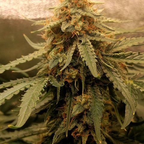 Ankhiale growlog timeline photo