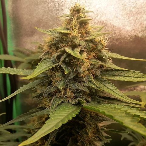 Justine growlog timeline photo