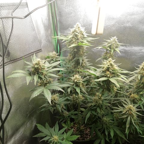 Justine growlog timeline photo