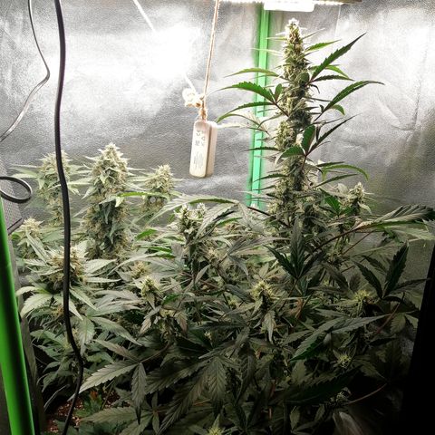 Edith growlog timeline photo