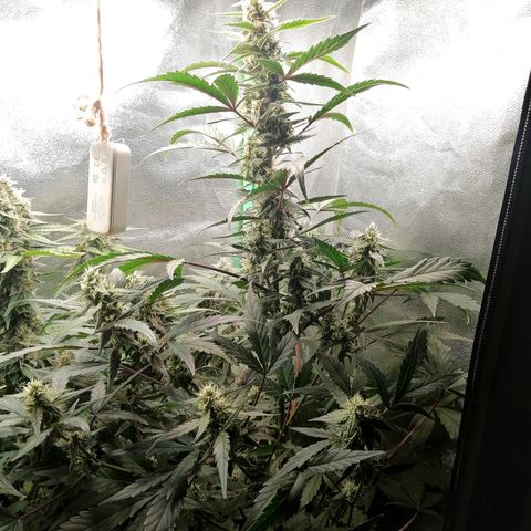 Edith growlog timeline photo