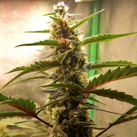 Edith growlog timeline photo