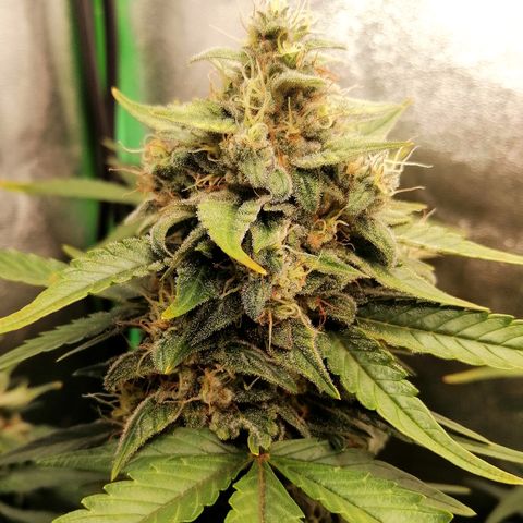 Justine growlog timeline photo