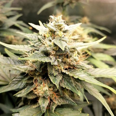Justine growlog timeline photo