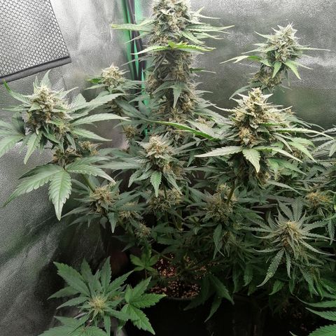 Justine growlog timeline photo