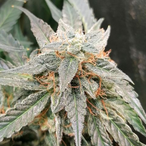 Ankhiale growlog timeline photo