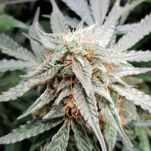 Ankhiale growlog timeline photo