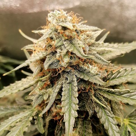 Ankhiale growlog timeline photo