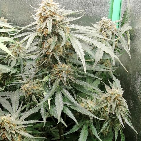 Ankhiale growlog timeline photo