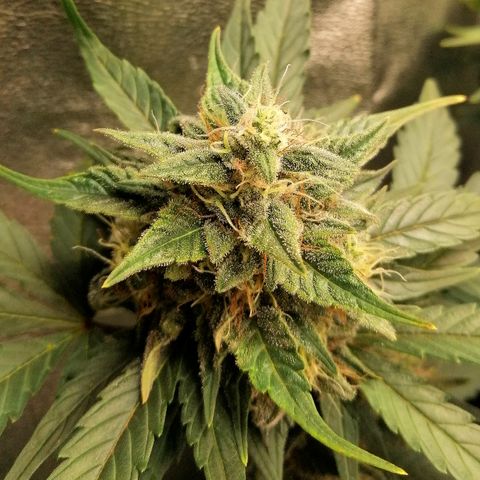 Justine growlog timeline photo
