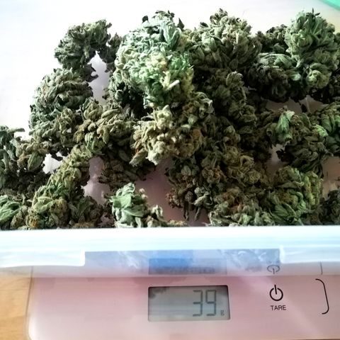 Sagata growlog timeline photo