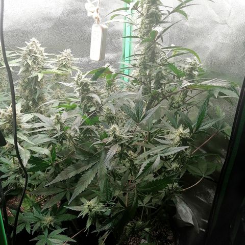 Edith growlog timeline photo