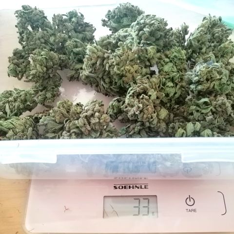 Sagata growlog timeline photo