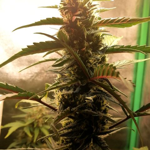 Edith growlog timeline photo