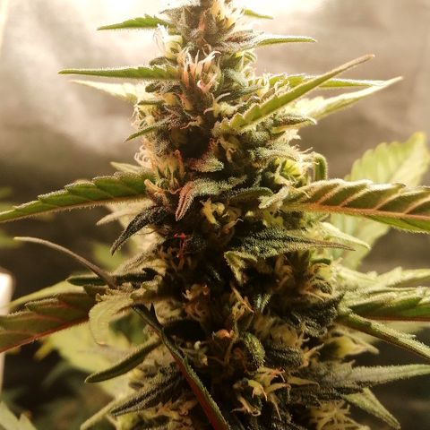 Edith growlog timeline photo