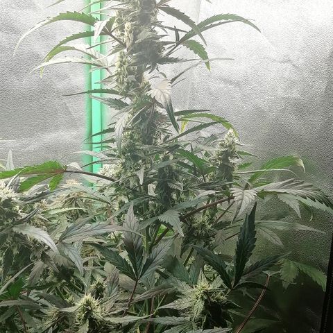 Edith growlog timeline photo