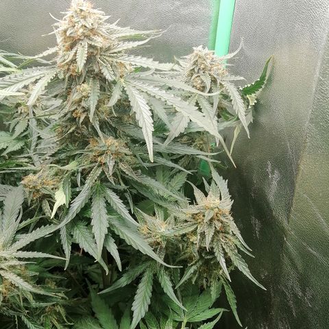 Ankhiale growlog timeline photo