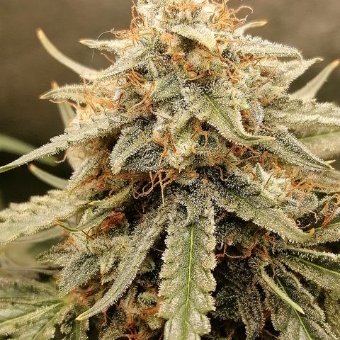 Ankhiale growlog timeline photo