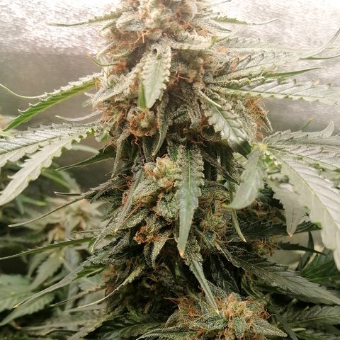 Ankhiale growlog timeline photo