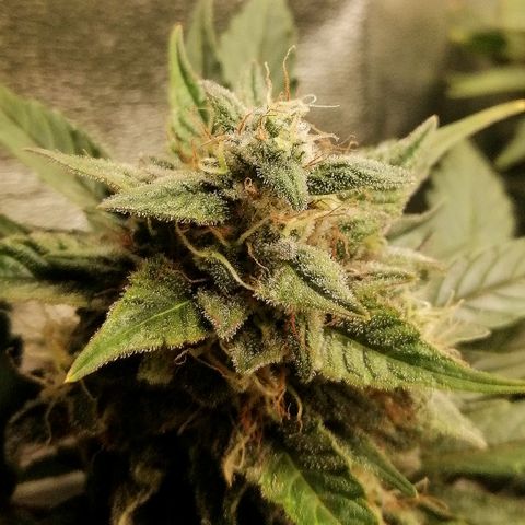 Justine growlog timeline photo