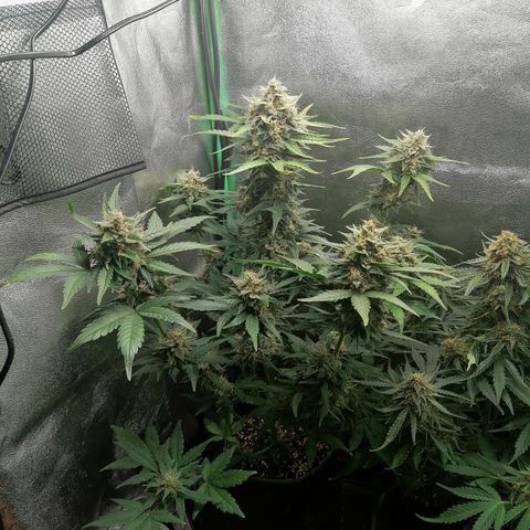 Justine growlog timeline photo