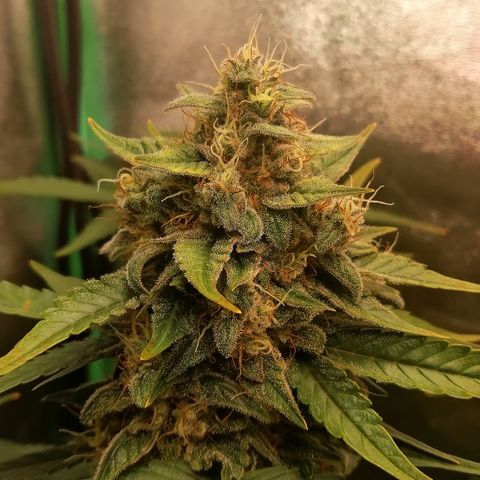 Justine growlog timeline photo
