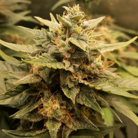Justine growlog timeline photo