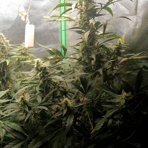 Edith growlog timeline photo