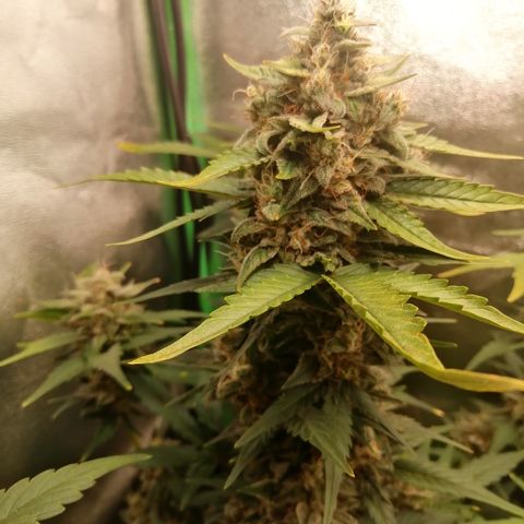 Justine growlog timeline photo
