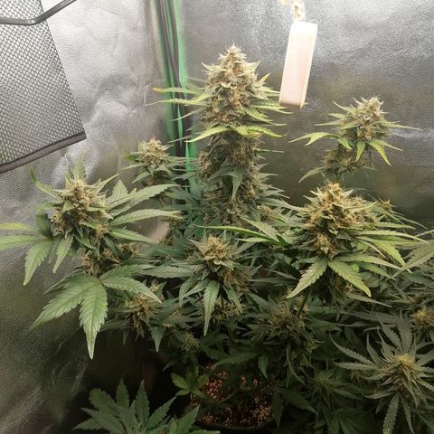 Justine growlog timeline photo