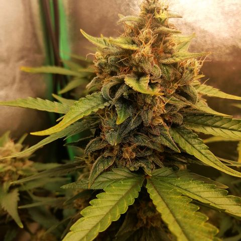 Justine growlog timeline photo
