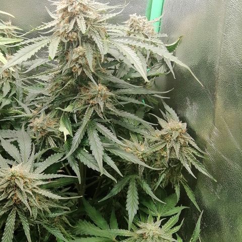 Ankhiale growlog timeline photo