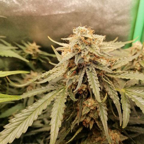 Ankhiale growlog timeline photo
