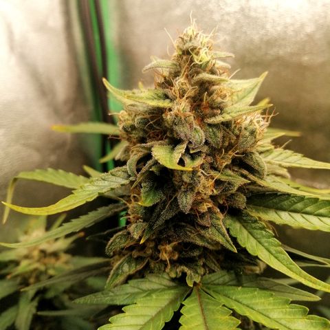 Justine growlog timeline photo