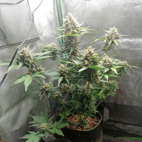 Justine growlog timeline photo