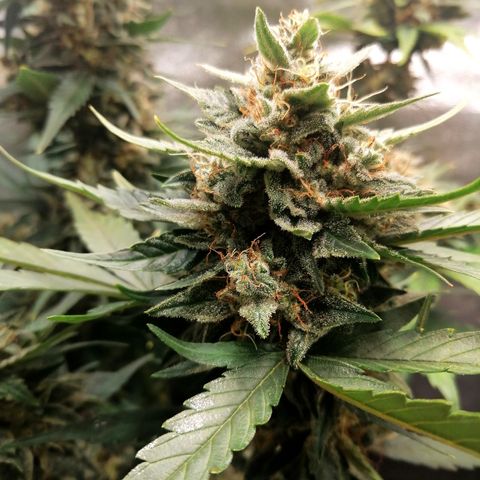 Justine growlog timeline photo
